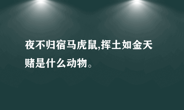 夜不归宿马虎鼠,挥土如金天赌是什么动物。