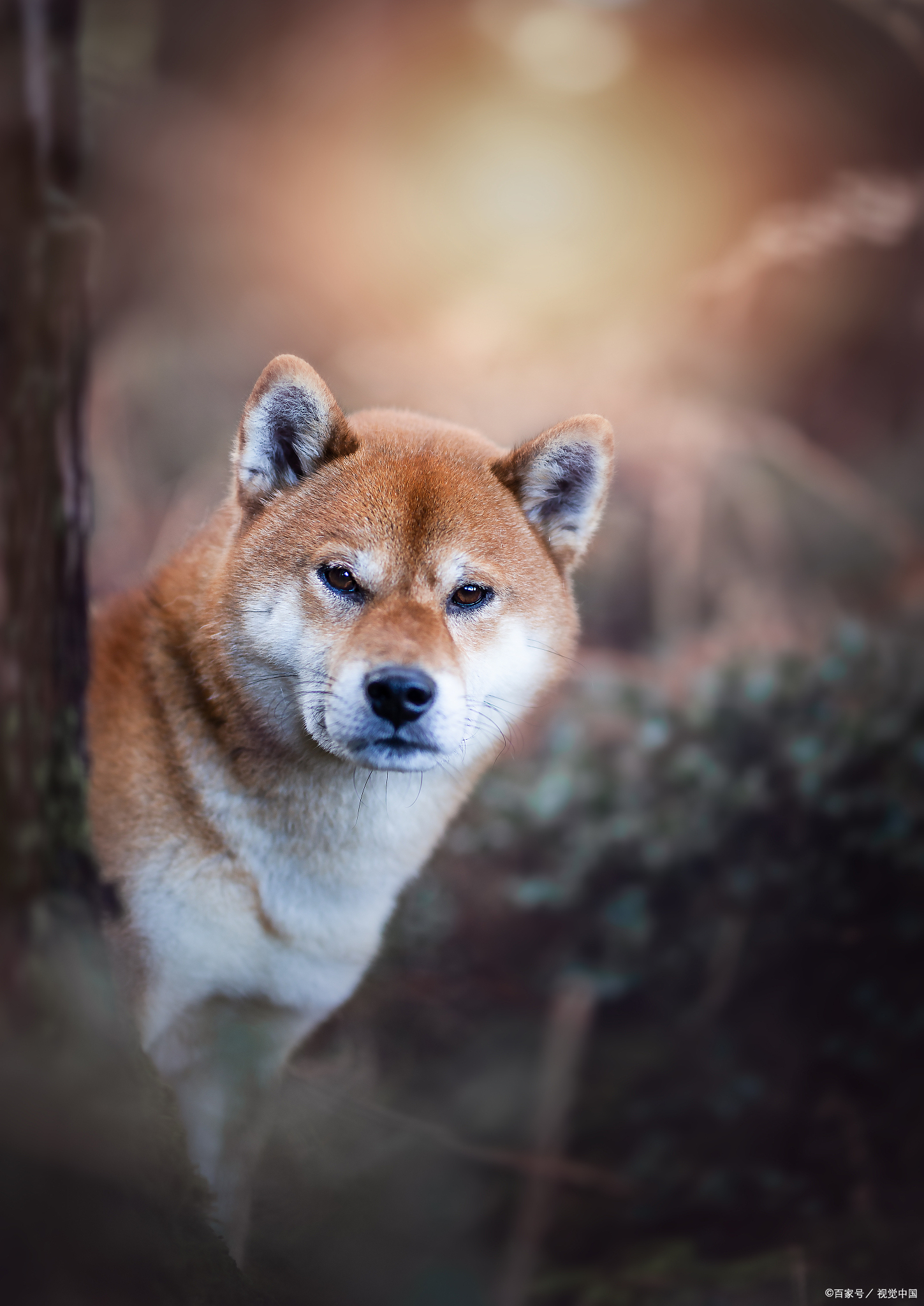 网上的用语【doge】是什么意思？