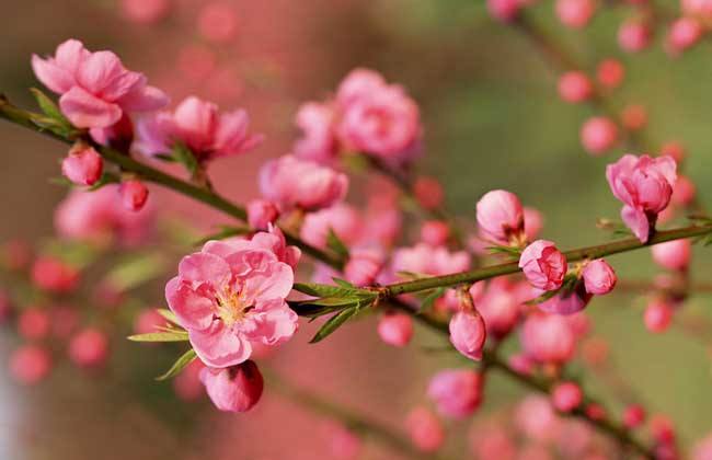 宝剑锋从磨砺出，梅花香自苦寒来。出自那首诗中