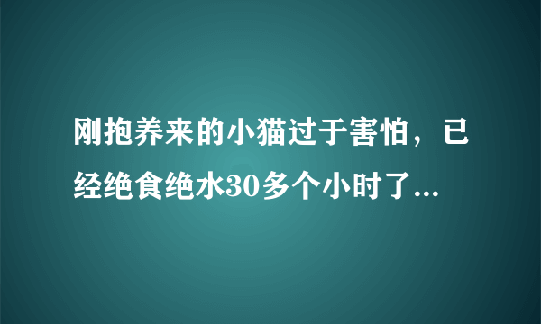 刚抱养来的小猫过于害怕，已经绝食绝水30多个小时了，怎么办？