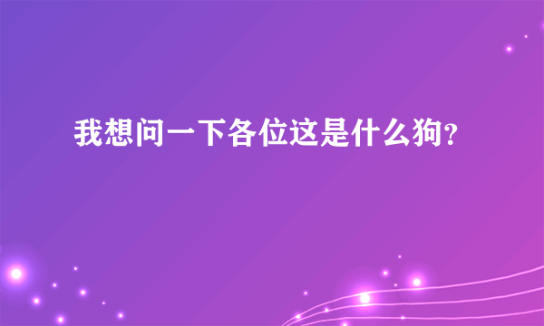 我想问一下各位这是什么狗？