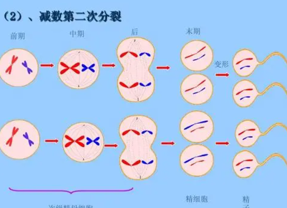 减数等于什么?