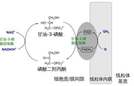 糖酵解中底物水平磷酸化有几个步骤？