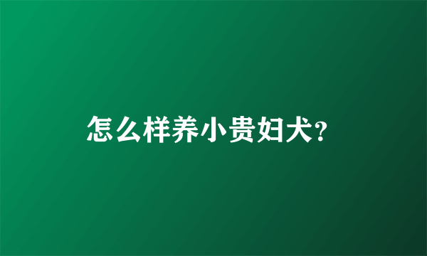 怎么样养小贵妇犬？