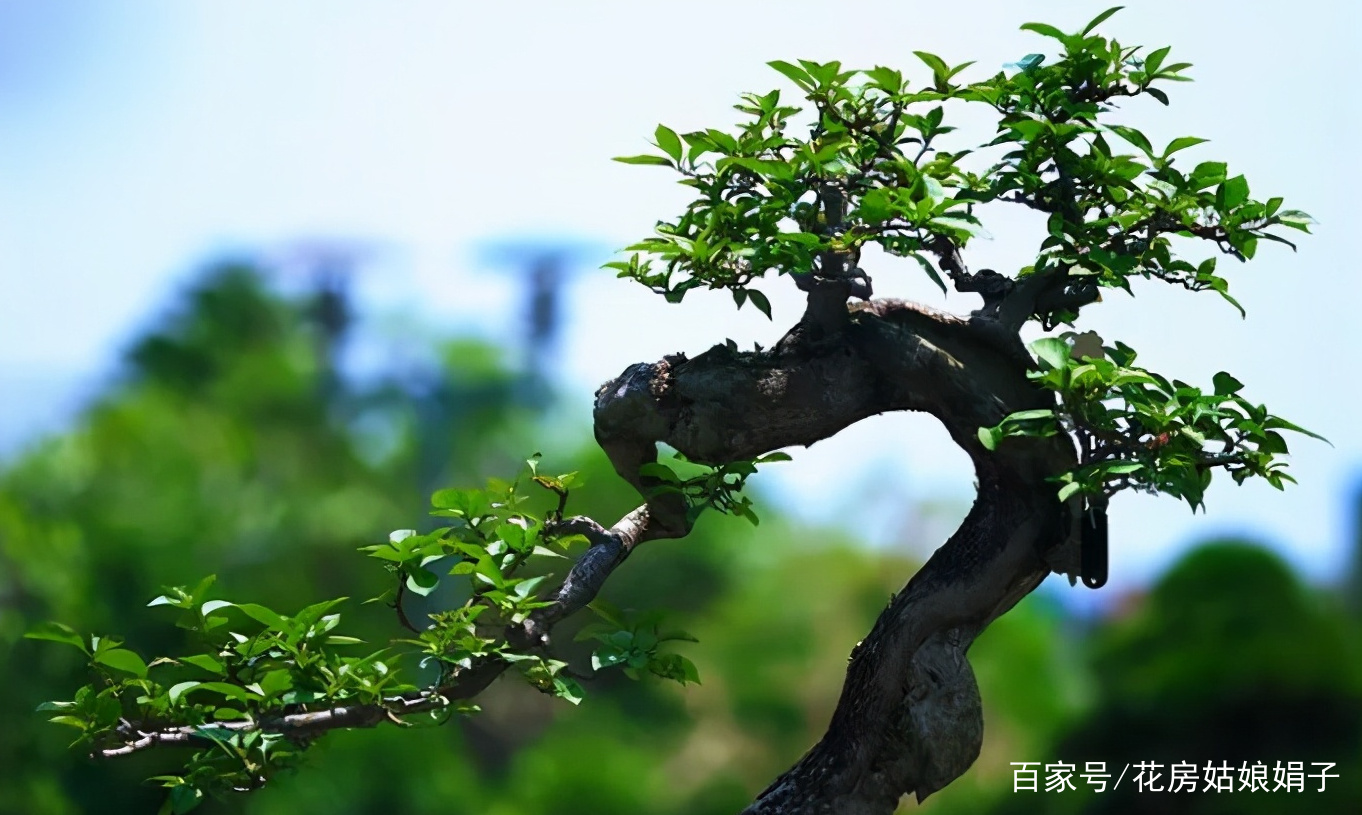 黑骨茶树做盆景好不好？黑骨茶盆景如何养护管理？能不能详细的解说下？