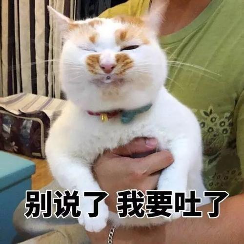 楼楼如何看待楼楼猫去世而网友否认主人未合理养猫？