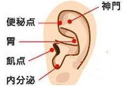 耳朵上都有那些穴位？