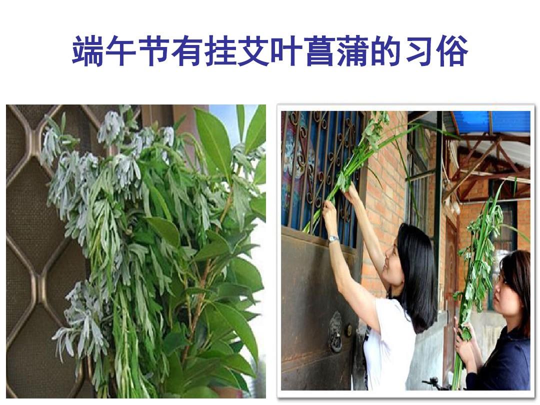 为什么端午节要在门上挂艾草?有什么寓意呢?