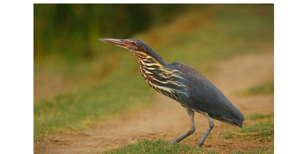 ＂嘲鸫＂什么意思？🐦🐦