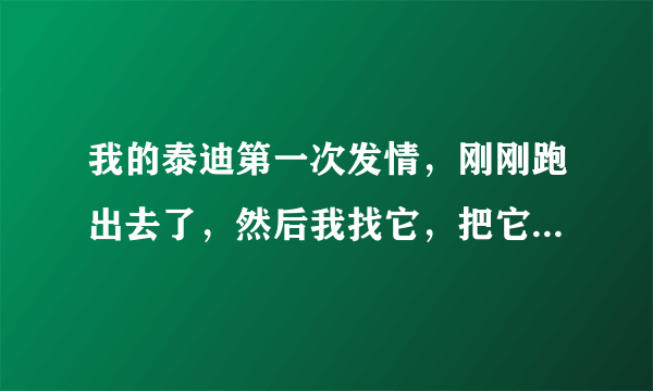 我的泰迪第一次发情，刚刚跑出去了，然后我找它，把它找回来了，它和一只小公狗走在一起，如何知道狗狗配