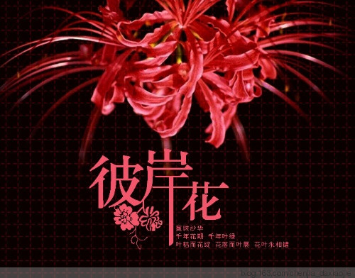 王菲《彼岸花》所要表达的是什么？