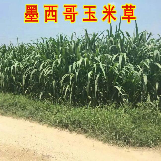 墨西哥玉米草的介绍