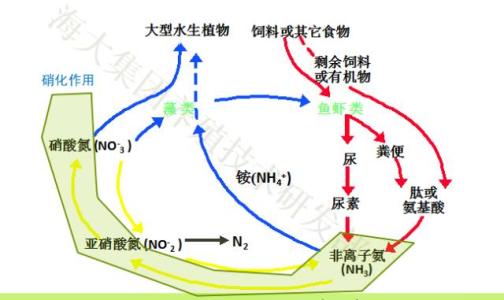 nr是什么意思？