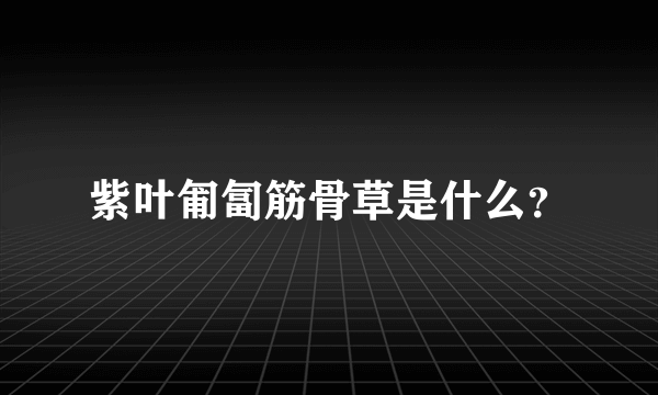 紫叶匍匐筋骨草是什么？