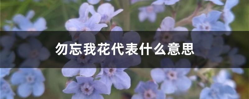 勿忘我花语是什么？