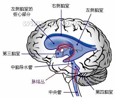 侧脑室的介绍