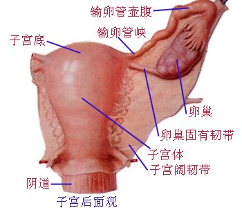 女性生殖生理的各阶段特征