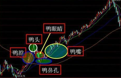 标准老鸭头形态是什么？