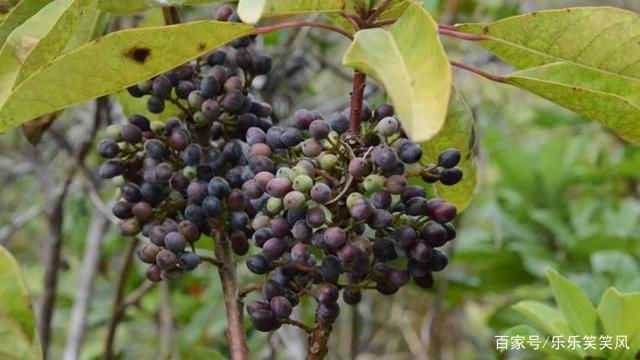 农村俗称“牛耳枫”的植物有什么功效和作用？