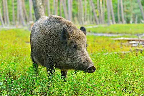 四川通江2万头野猪成灾，当地为何会出现这种情况？