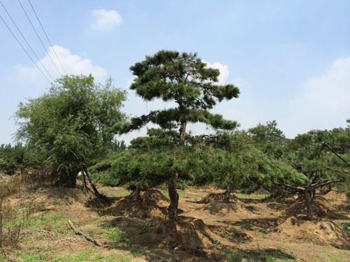 黑松是什么植物