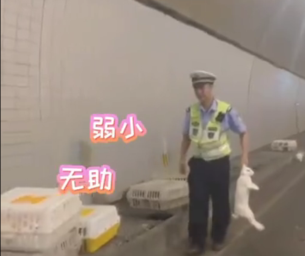 交警高速隧道抓了1小时兔子，此事到底是怎么回事？