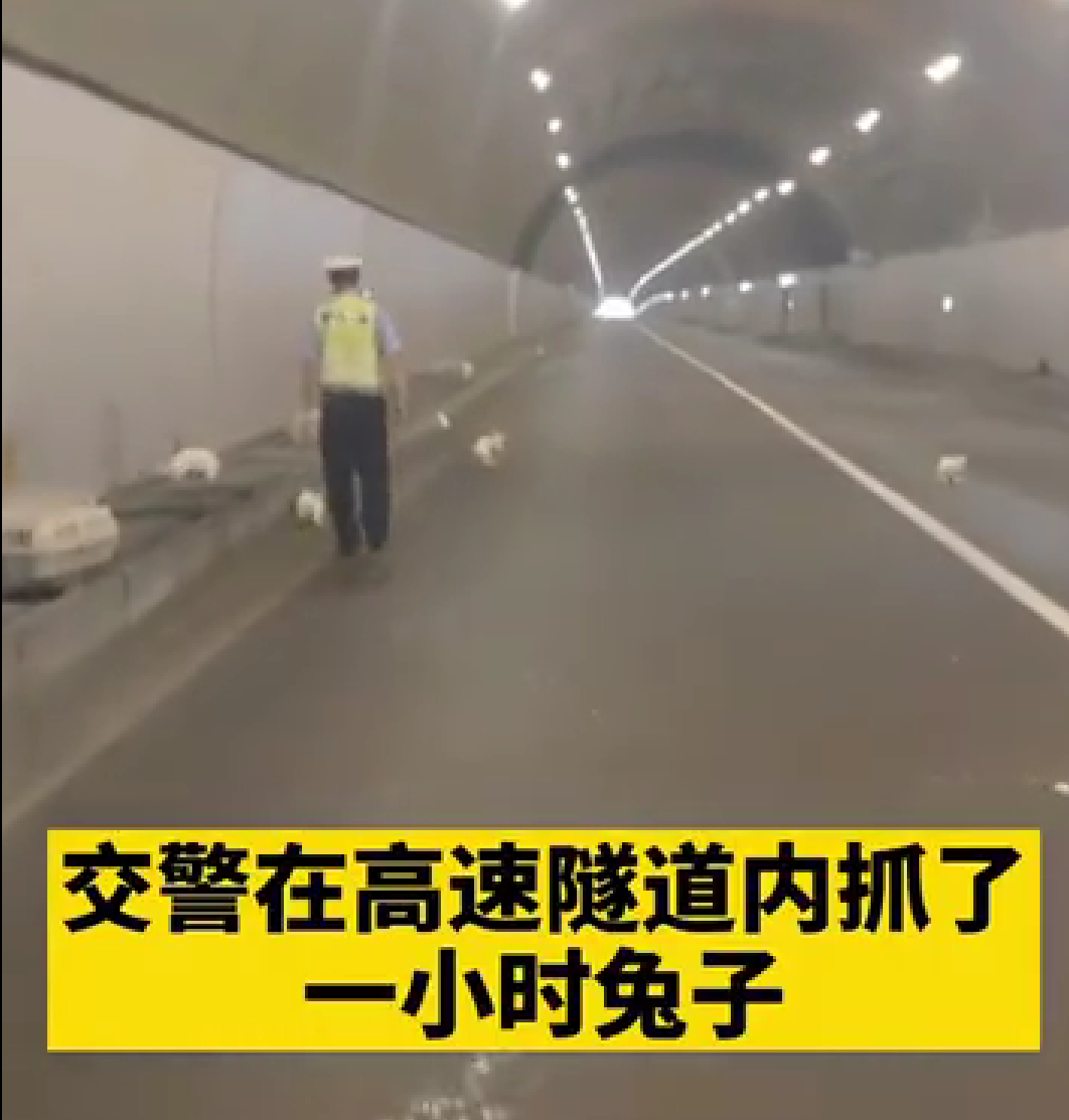 交警高速隧道抓了1小时兔子，此事到底是怎么回事？