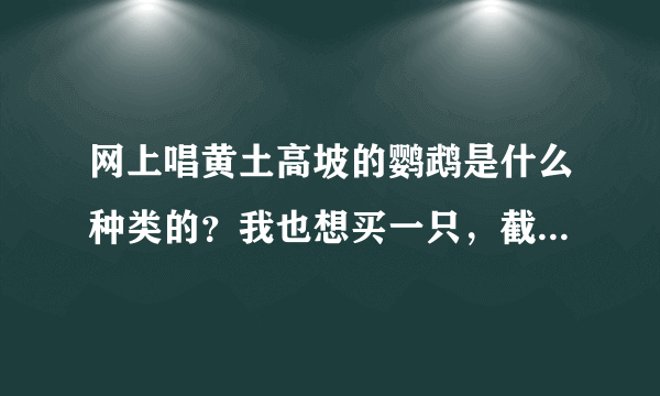 网上唱黄土高坡的鹦鹉是什么种类的？我也想买一只，截图在下面.