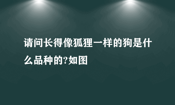 请问长得像狐狸一样的狗是什么品种的?如图