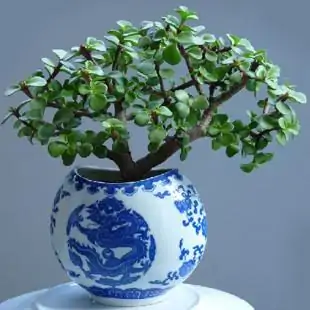 金枝玉叶属于什么植物？可以种植吗？