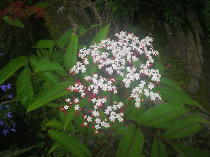 在农村名叫“血满草”的植物有哪些功效和作用？