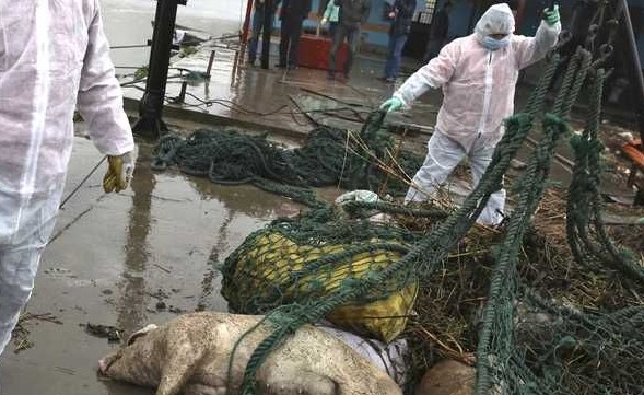 上海松江死猪事件的事件详情