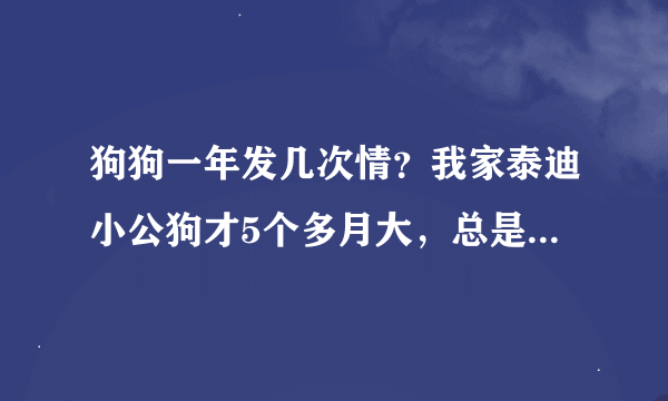 狗狗一年发几次情？我家泰迪小公狗才5个多月大，总是做交配动作正常吗？