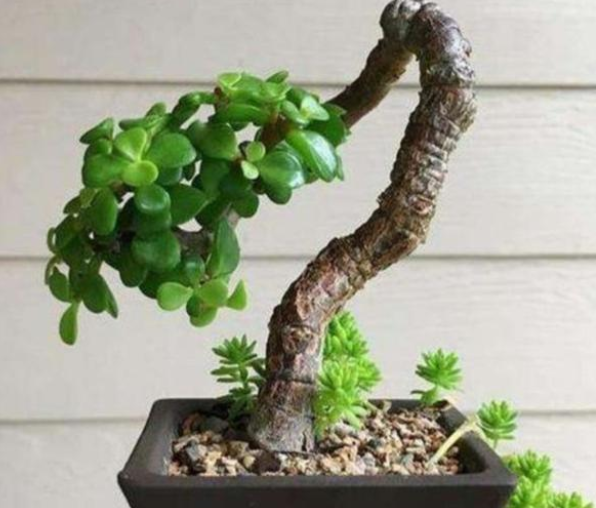 金枝玉叶属于什么植物？可以种植吗？