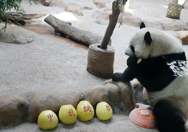 12种野生动物吃上了月饼，其月饼与普通月饼有何不同？