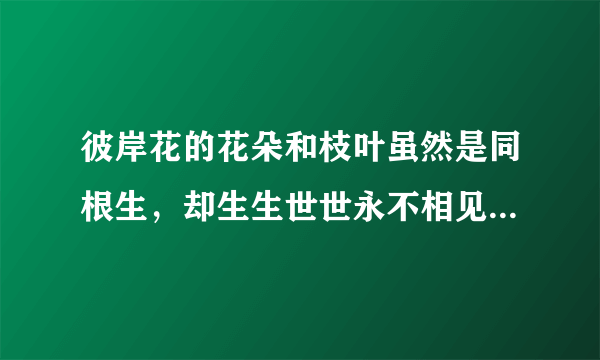 彼岸花的花朵和枝叶虽然是同根生，却生生世世永不相见．好一个生生世世永不相见