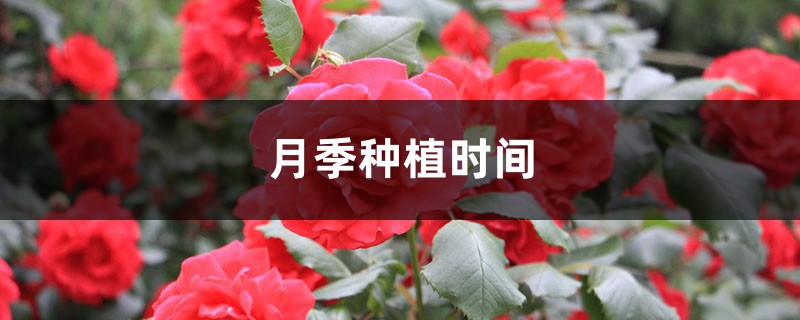 月季种植时间是什么时候