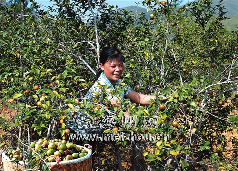 中国油茶之乡的介绍