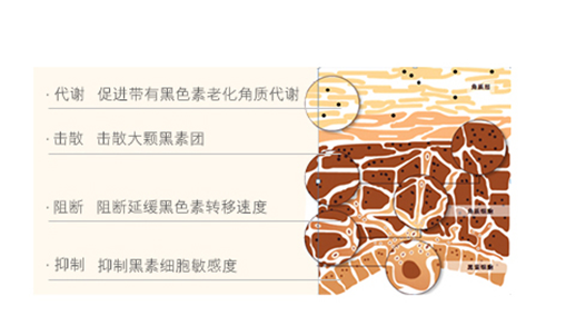 怎么样可以快速去除脸上的黄褐斑呢?我才十八啊!