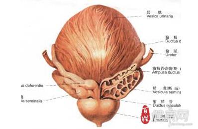 前列腺之家的负责人