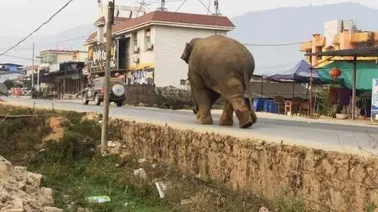 辽宁抚顺有村民发现猫科动物踪迹，当地的居民该注意哪些安全问题？