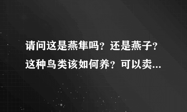 请问这是燕隼吗？还是燕子？这种鸟类该如何养？可以卖多少钱一只呢？