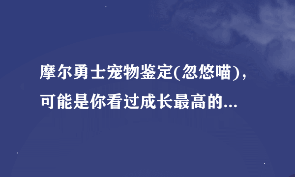 摩尔勇士宠物鉴定(忽悠喵)，可能是你看过成长最高的 会的来