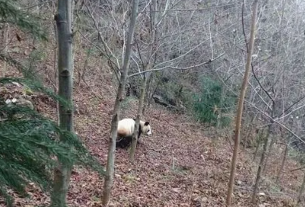 街溜子”出没，四川人上班偶遇熊猫踏春，遇到熊猫该不该上前打扰？