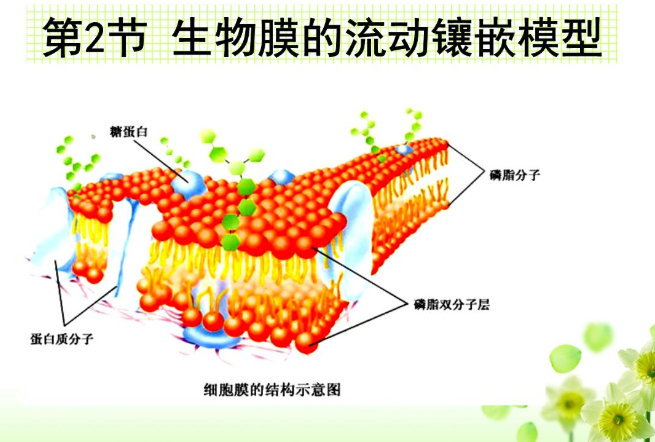 流动镶嵌模型的主要特点是？