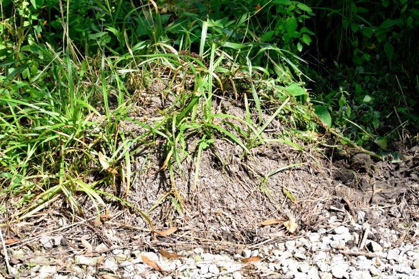 想要种植半夏，半夏的种植前景怎样？