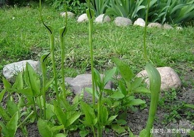 想要种植半夏，半夏的种植前景怎样？