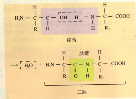 肽键结构式的介绍