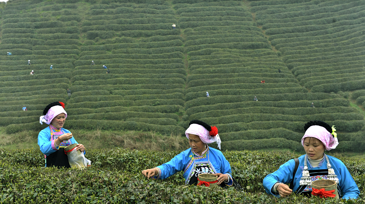 我国现在最好的茶叶是什么茶？