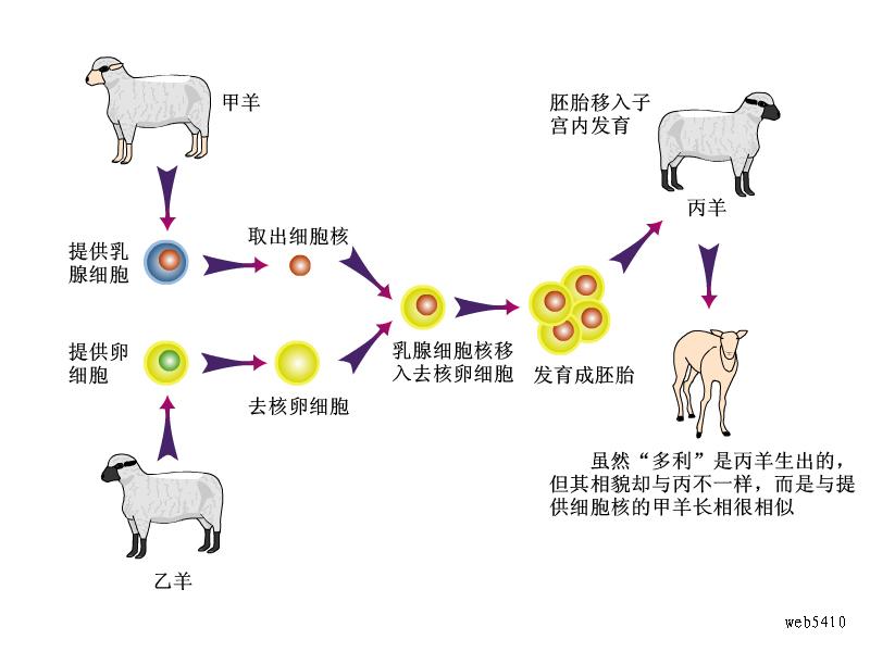 克隆羊多莉的产生过程